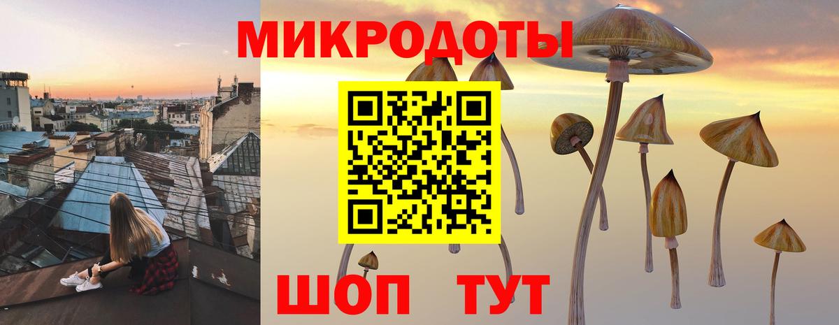 Псилоцибиновые грибы Psilocybe Будённовск